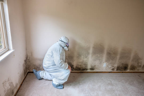 Crawl Space Mold Removal in Indian River Estates, FL